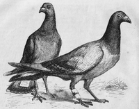 761px-Pigeon_Messengers_(Harper's_Engraving)
